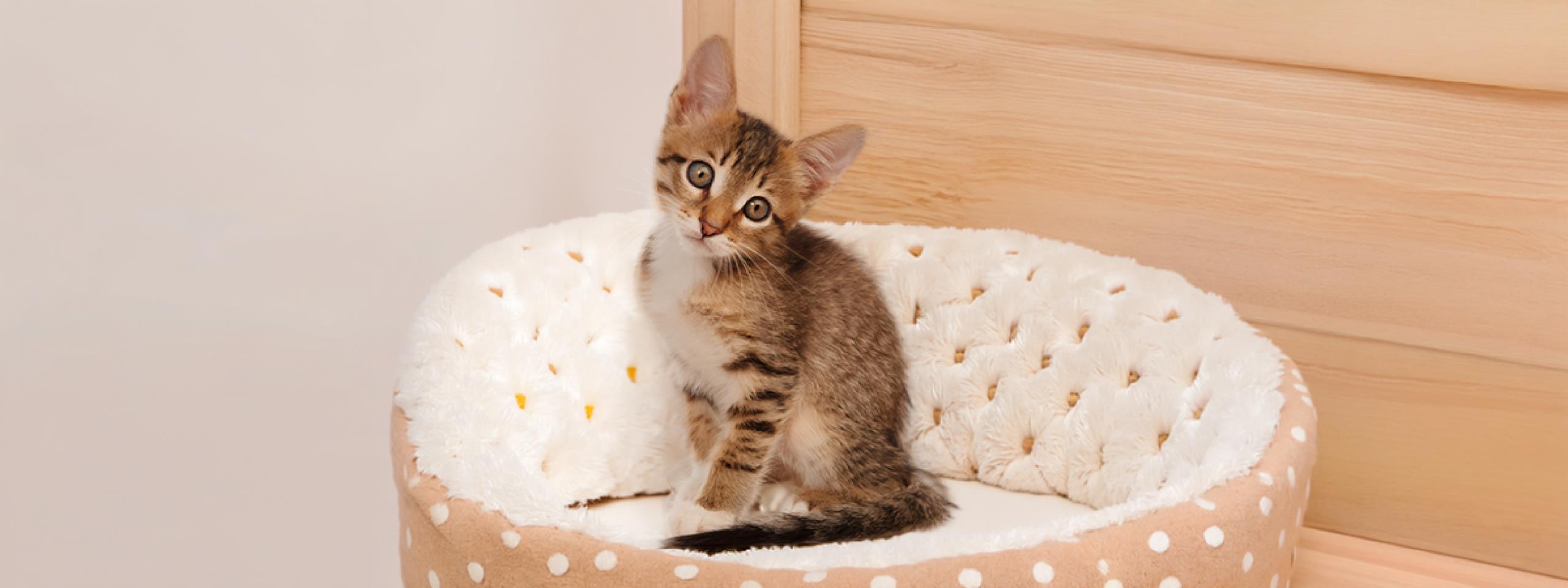 cómo saber si un gatito bebé está sano